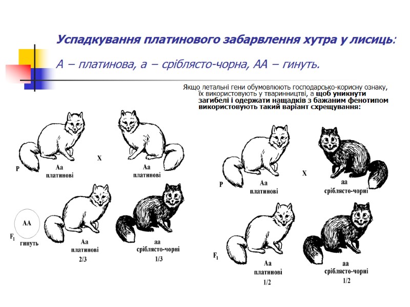 Успадкування платинового забарвлення хутра у лисиць: А − платинова, а − сріблясто-чорна, АА −